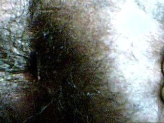 बालों वाली भारतीय गधा closeup